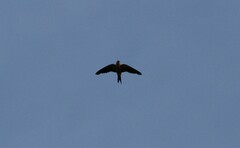 Cecropis senegalensis