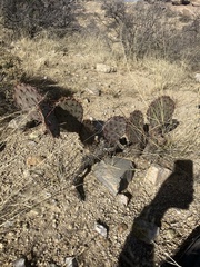 Opuntia gosseliniana