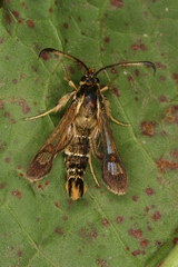 Pyropteron doryliformis
