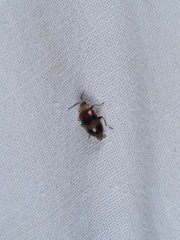 Monolepta orientalis