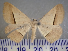 Isturgia penthearia