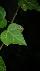 Cheiracanthium gracile