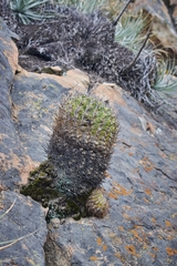 Eriosyce curvispina