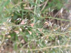 Capsella