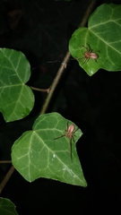 Cheiracanthium gracile