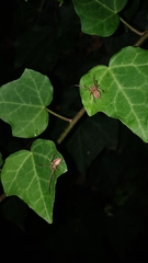 Cheiracanthium gracile