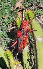 Phymateus morbillosus