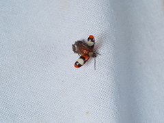 Monolepta orientalis