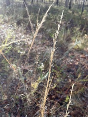 Aristida condensata