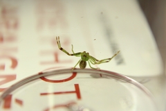 Diaea dorsata