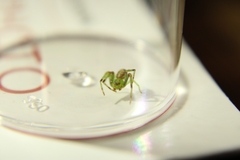 Diaea dorsata
