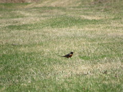 Turdus migratorius image