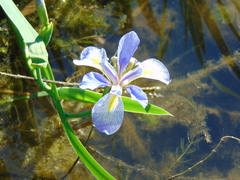 Iris virginica