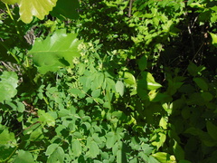 Thalictrum dasycarpum