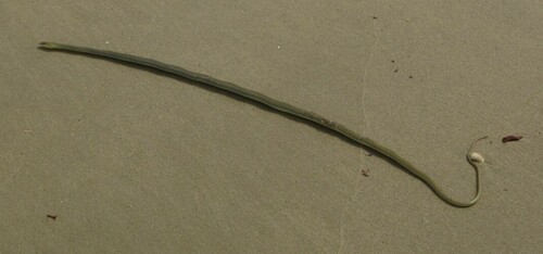 West African Whip Snake