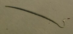 Psammophis sibilans