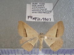 Isturgia penthearia