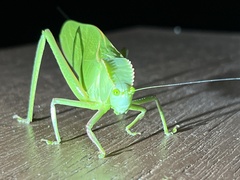 Steirodon