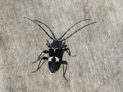 Calydon submetallicum