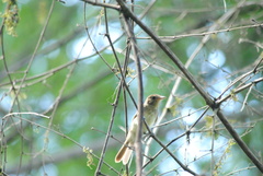 Lathrotriccus euleri