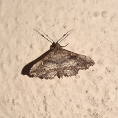 Sameodes cancellalis