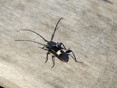 Calydon submetallicum