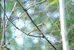 Lathrotriccus euleri