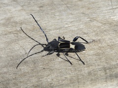 Calydon submetallicum