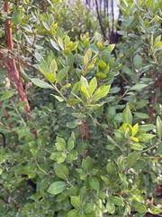 Lyonia ferruginea