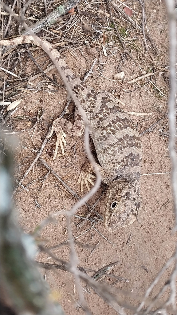 D'orbigny's Banded Anole