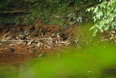 Turdus albicollis