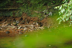 Turdus albicollis