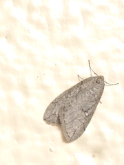 Paleacrita merriccata