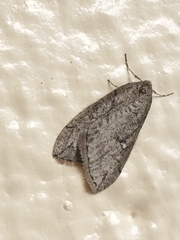 Paleacrita merriccata