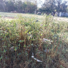 Ruellia simplex