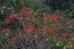 Toxicodendron succedaneum