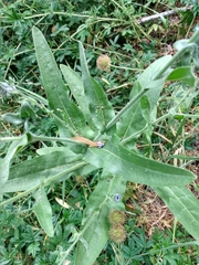 Cynoglossum creticum
