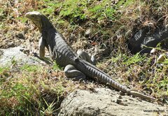 Cyclura nubila
