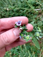 Cynoglossum creticum