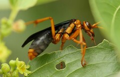 Hemipepsis tamisieri