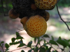 Cyttaria hariotii