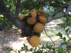 Cyttaria hariotii