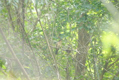 Trichothraupis melanops