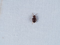 Anaedus