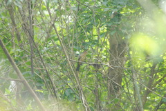 Trichothraupis melanops