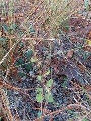 Scutellaria arenicola