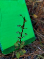 Scutellaria arenicola