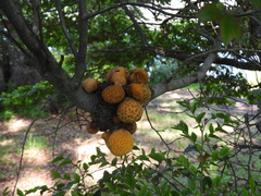 Cyttaria hariotii
