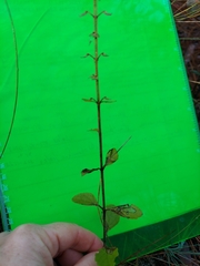 Scutellaria arenicola