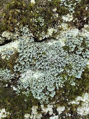 Cladonia petrophila